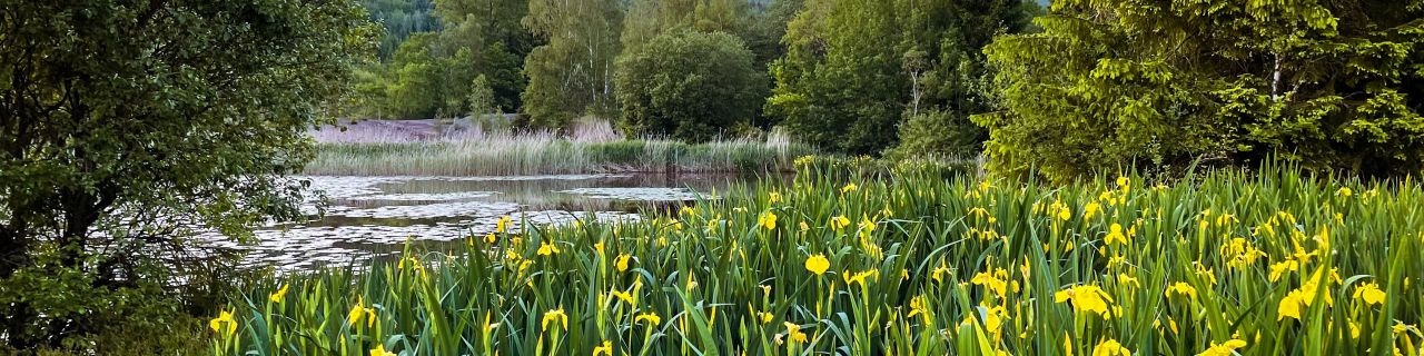 Naturlandschaft mit einem See, umgeben von dichter grüner Vegetation. Im Vordergrund blühen zahlreiche gelbe Blumen, zwischen hohem Gras. Auf dem Wasser schwimmen Seerosenblätter, im Hintergrund sind Bäume zu sehen.