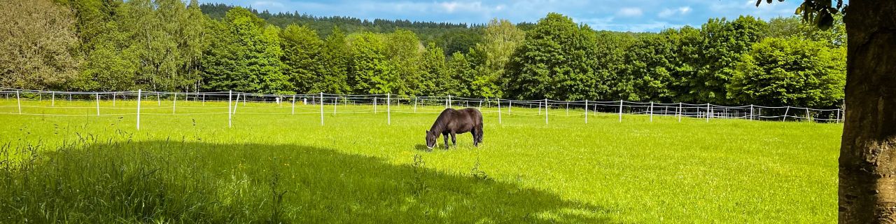 Grüne Wiese mit einem grasenden Pferd in der Mitte, umgeben von Bäumen und einem Zaun. Der Himmel ist blau mit einigen Wolken, und Baumschatten fallen auf das Gras.